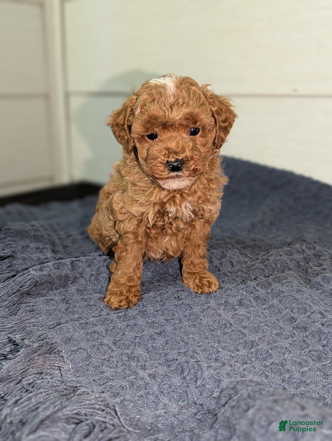 Toy Poodle dogs for sale: Snickerdoodle  - Ad 4