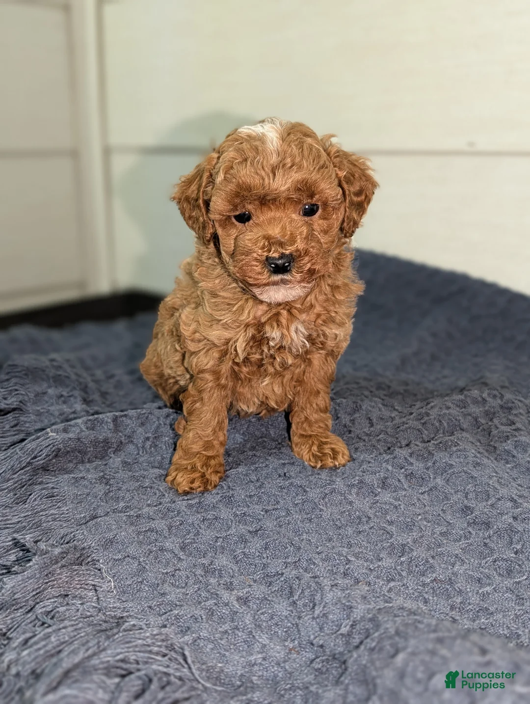 Toy Poodle dogs for sale: Snickerdoodle  - Ad 9