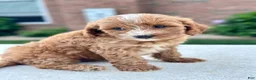 Cavapoo dogs for sale: Ross 104876 - Ad 7