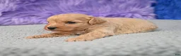 Cavapoo dogs for sale: Cavapoo 5 - Ad 22