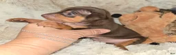 Miniature Pinscher dogs for sale: AKC Riker - Ad 6