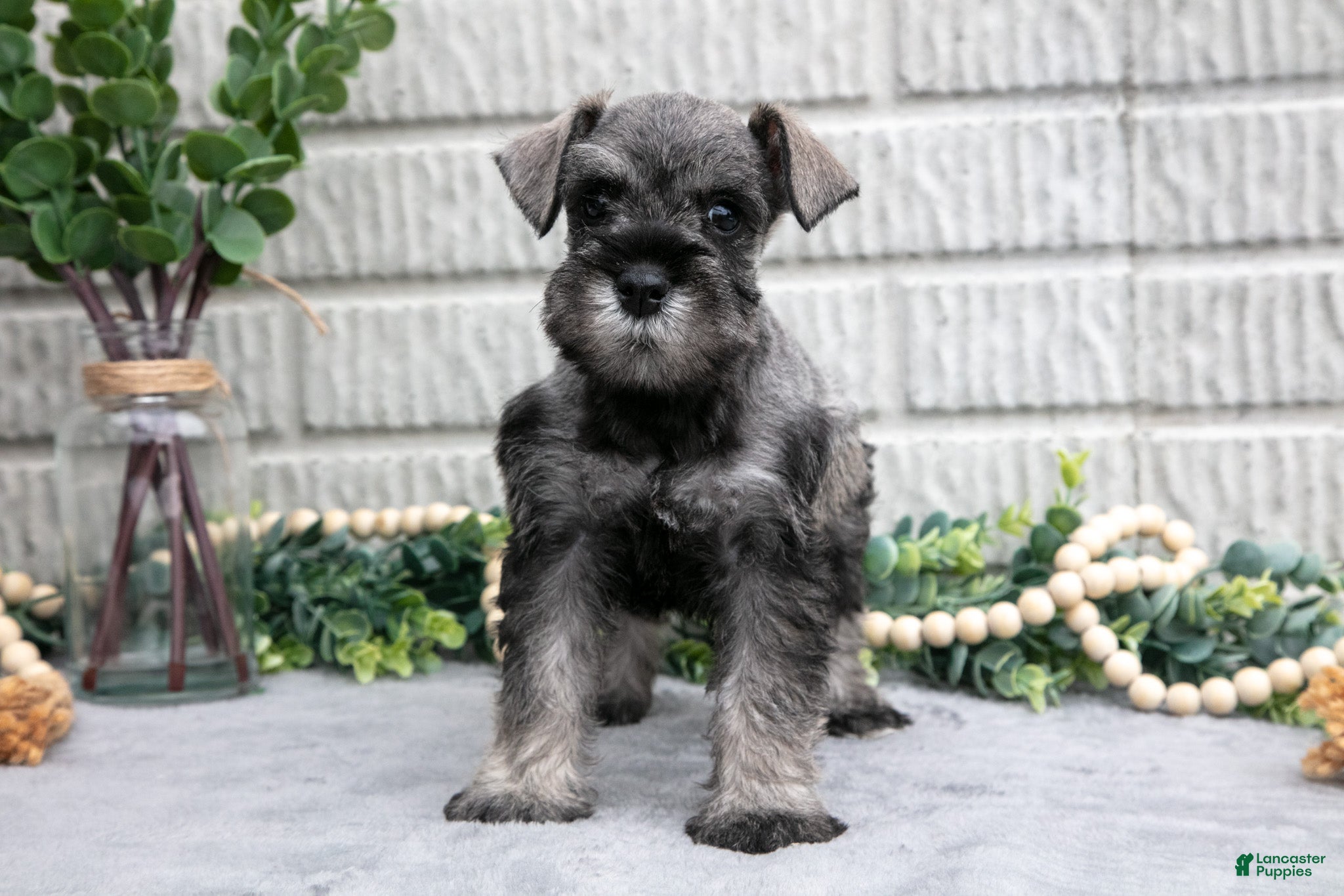 Miniature Schnauzer dogs Baxter - Ad 2