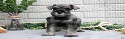 Miniature Schnauzer dogs for sale: Baxter - Ad 2