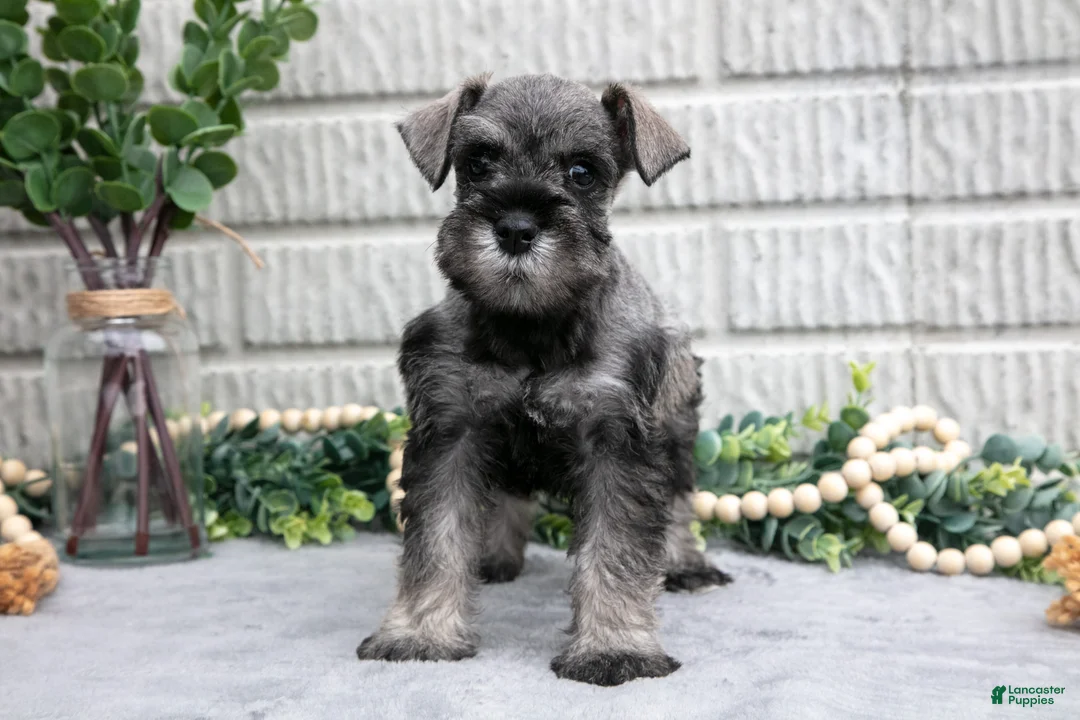 Miniature Schnauzer dogs for sale: Baxter - Ad 2