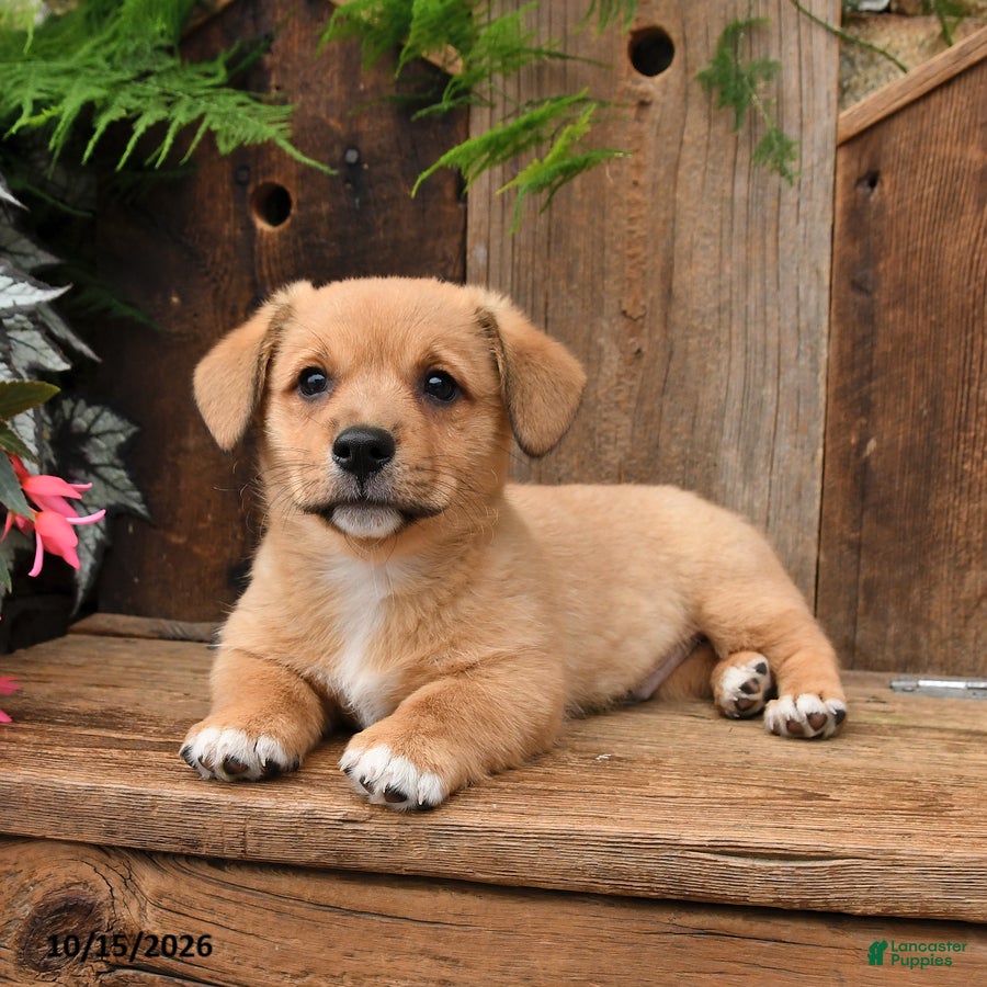 Mixed Breed dogs for sale: Colton - Ad 1