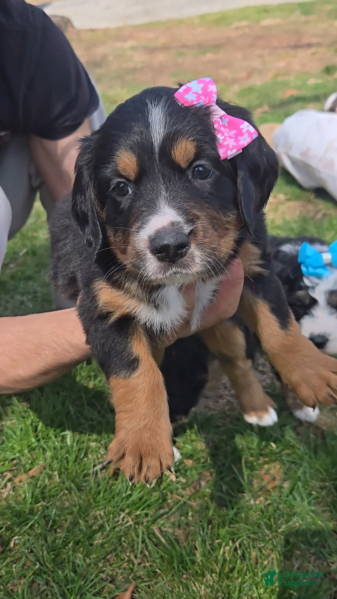 Mini Bernedoodle dogs for sale: Mini Bernedoodle Puppy 4 - Ad 2