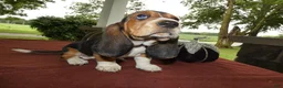 Basset Hound dogs for sale: Basset Hound 5 Rela - Ad 3