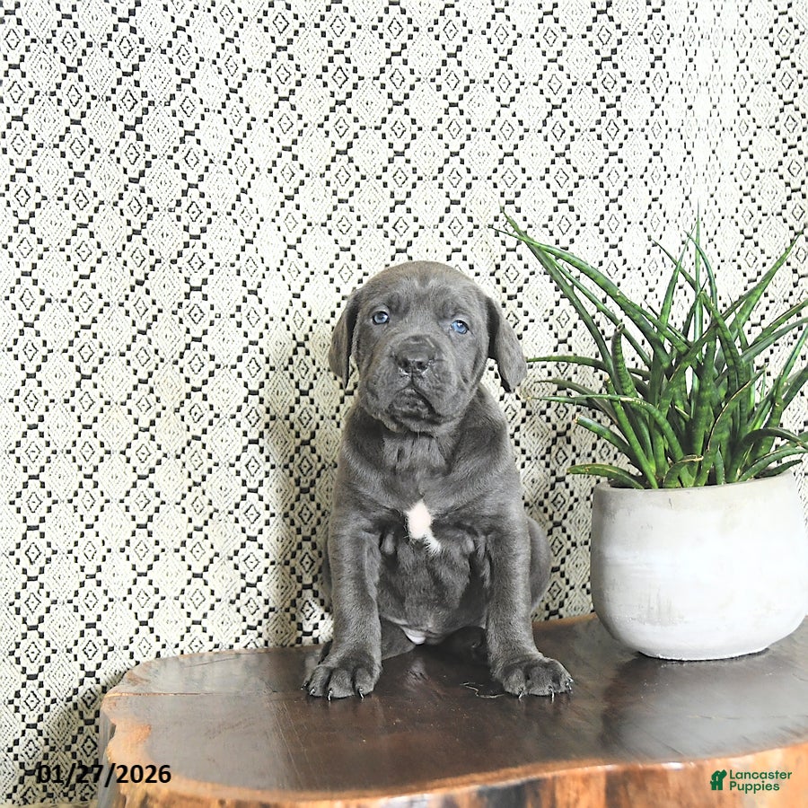 Cane Corso dogs Luna  - Ad 15
