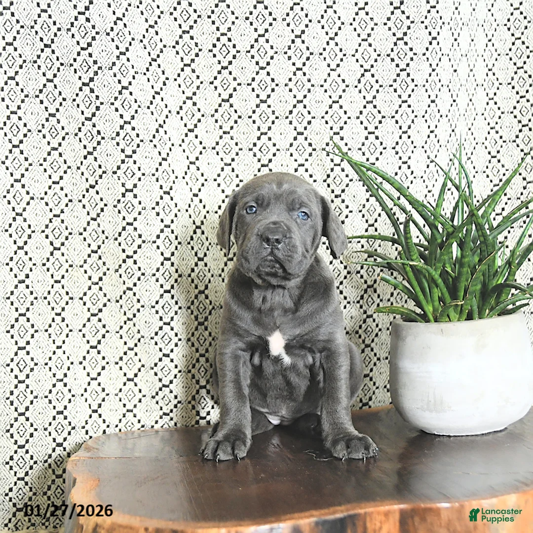 Cane Corso dogs for sale: Luna  - Ad 1