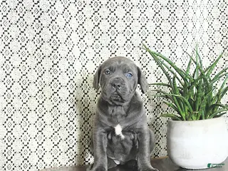 Cane Corso dogs Luna - Ad 15
