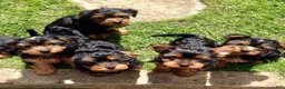 Yorkshire Terrier dogs for sale: Yorkshire Terrier Puppy 4 - Ad 3