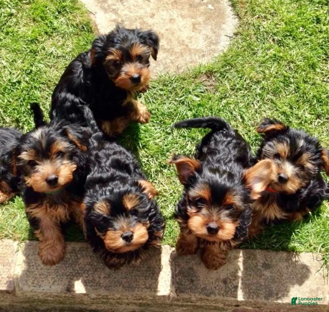 Yorkshire Terrier dogs for sale: Yorkshire Terrier Puppy 4 - Ad 3