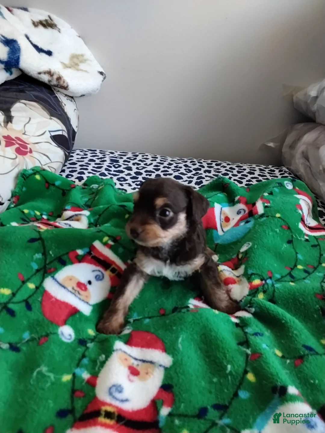 Mixed Breed dogs for sale: Bebe - Ad 4