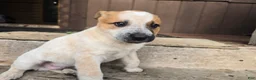 Australian Cattle Dog dogs for sale: Jay - Ad 2