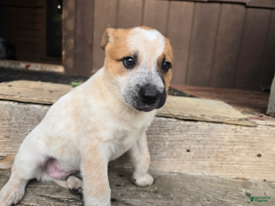 Australian Cattle Dog dogs for sale: Jay - Ad 2