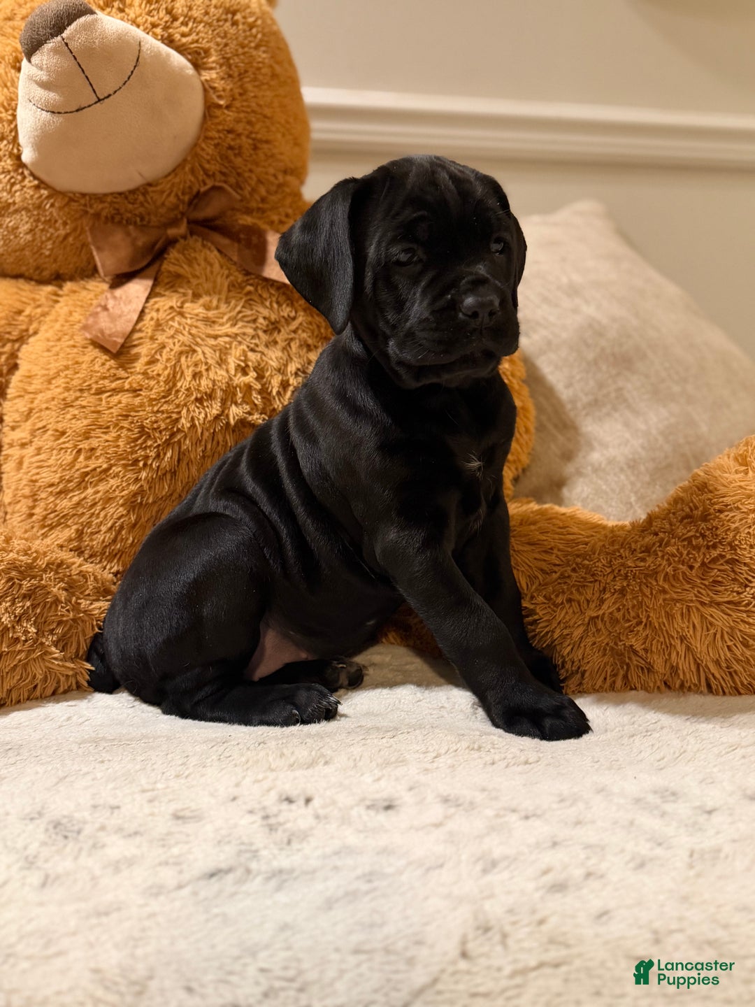 Cane Corso dogs for sale: Sweet Pea - Ad 2
