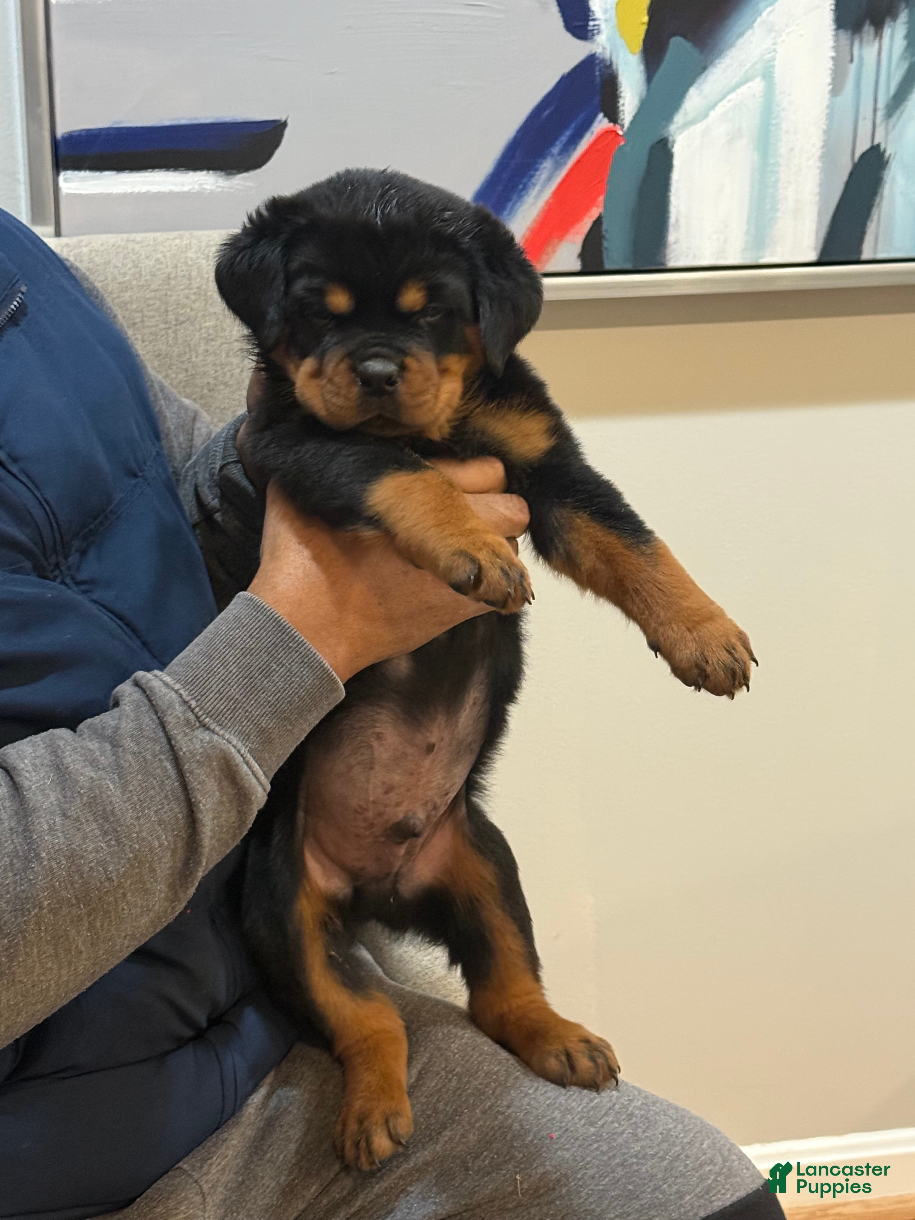 Rottweiler dogs Rottweiler Puppy 2 - Ad 31