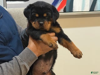 Rottweiler dogs Rottweiler Puppy 2 - Ad 16