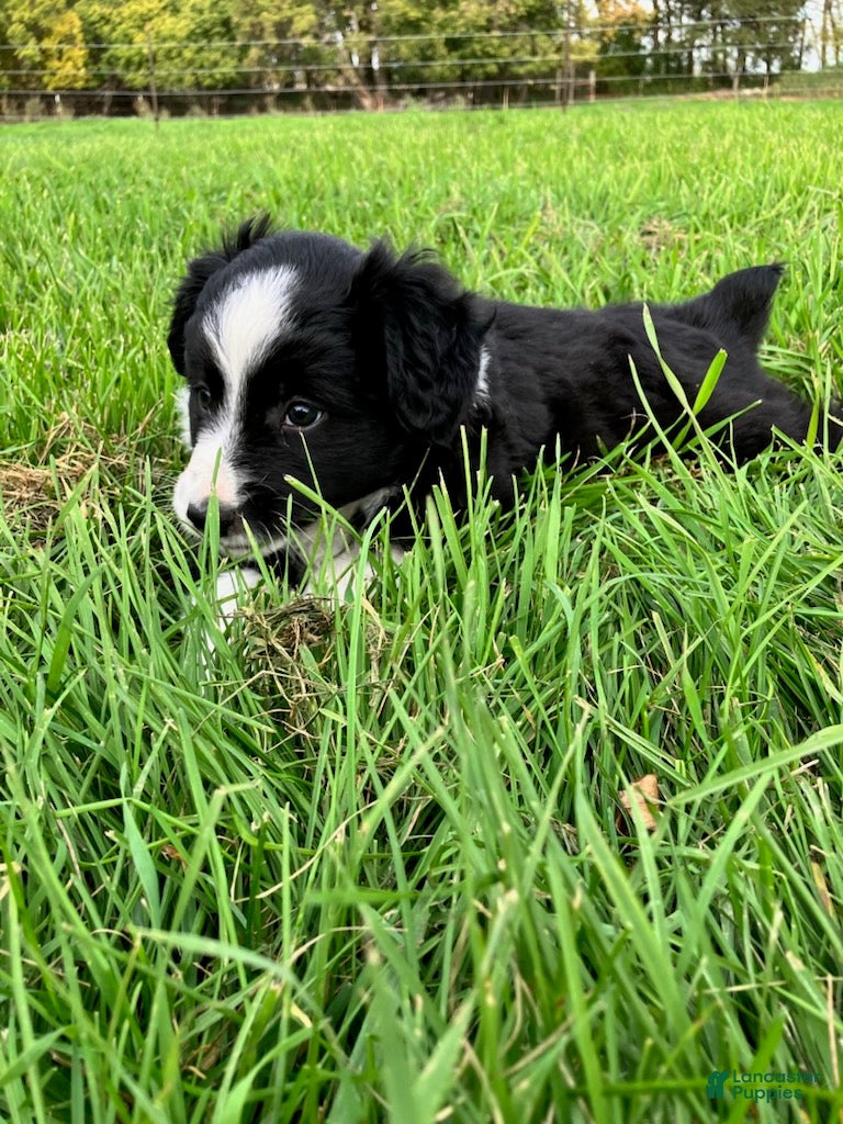 Miniature Australian Shepherd dogs for sale: Flopsy - Ad 1