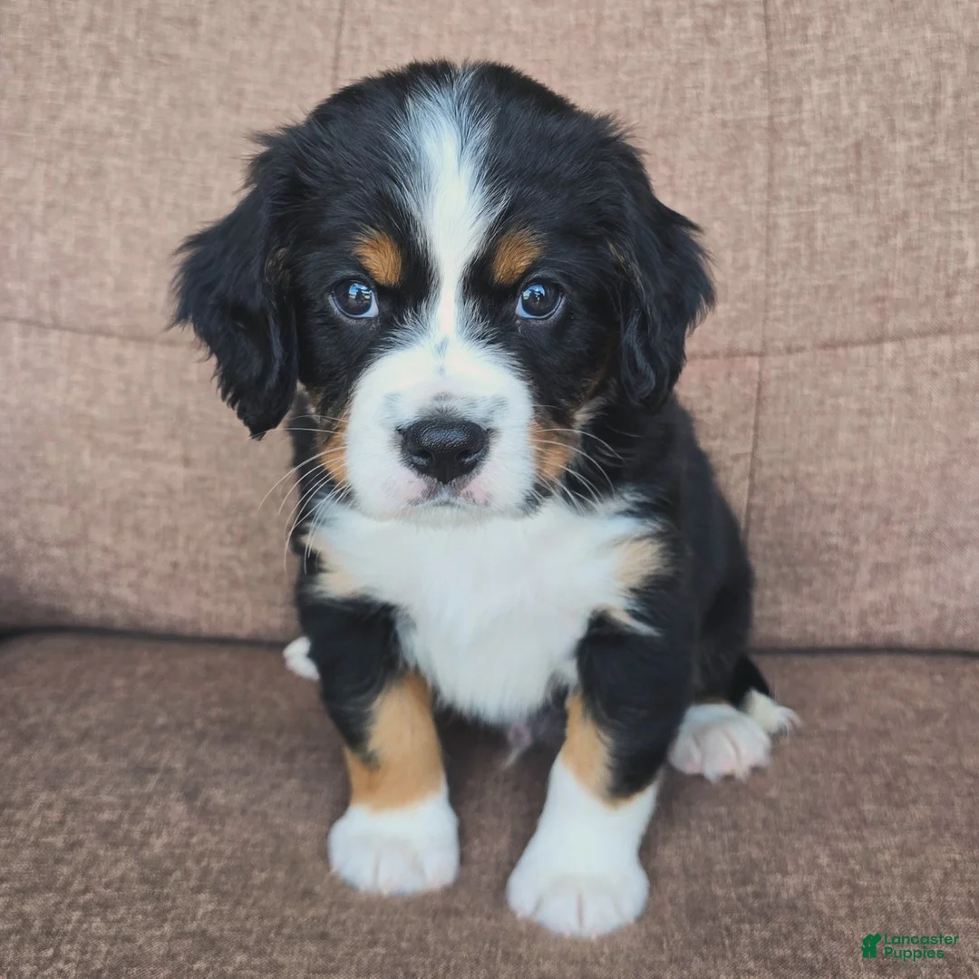 Miniature Bernese Mountain Dog dogs for sale: Oslo [Reserved] - Ad 1