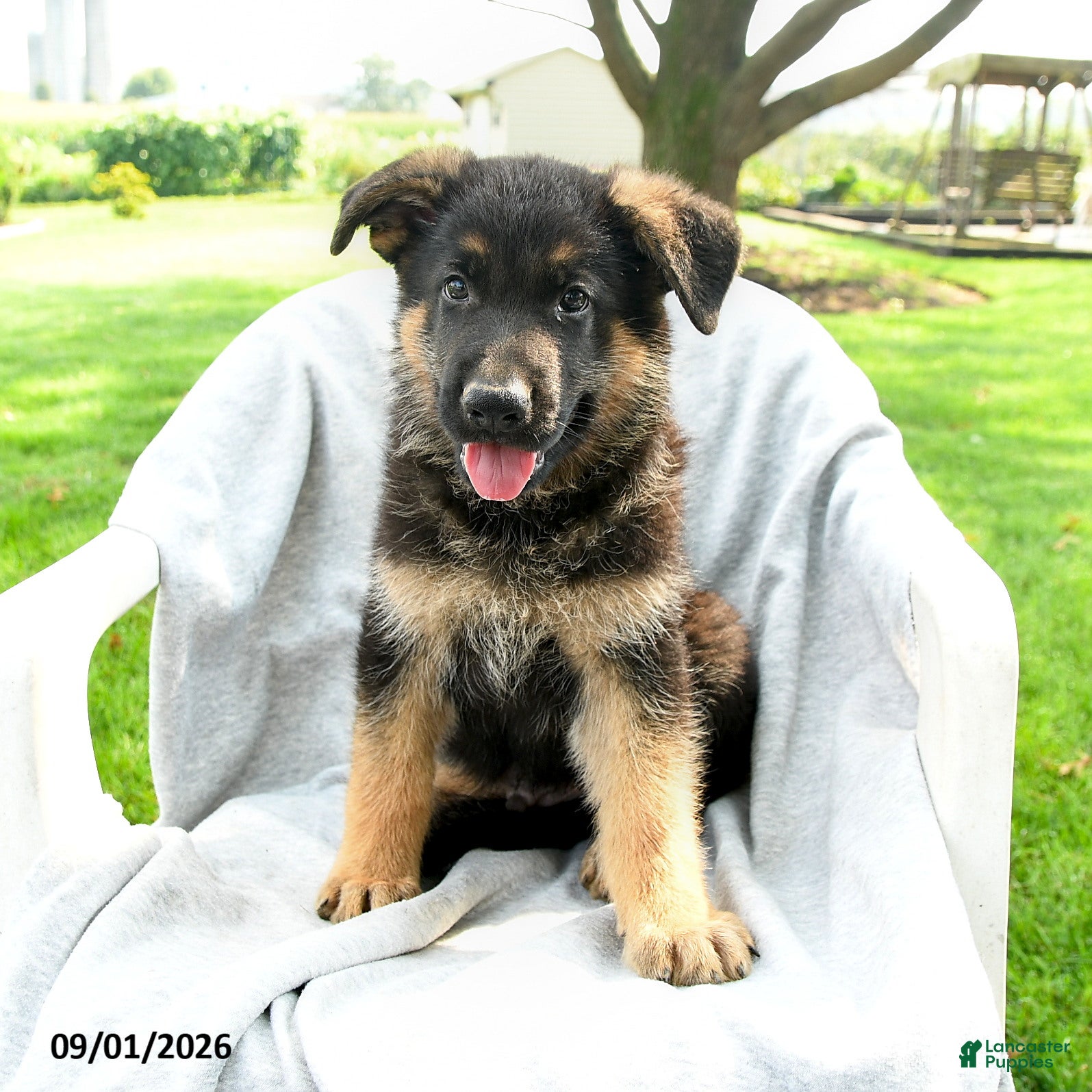 German Shepherd dogs Dexter - Ad 1