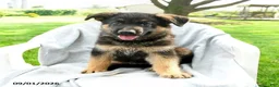 German Shepherd dogs for sale: Dexter - Ad 1