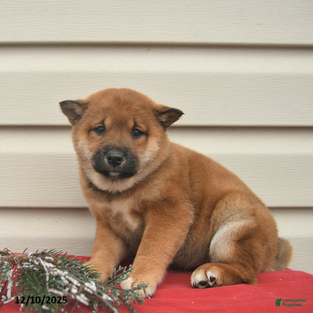Shiba Inu dogs for sale: Roxy  - Ad 1