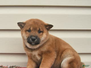 Shiba Inu dogs Roxy - Ad 11