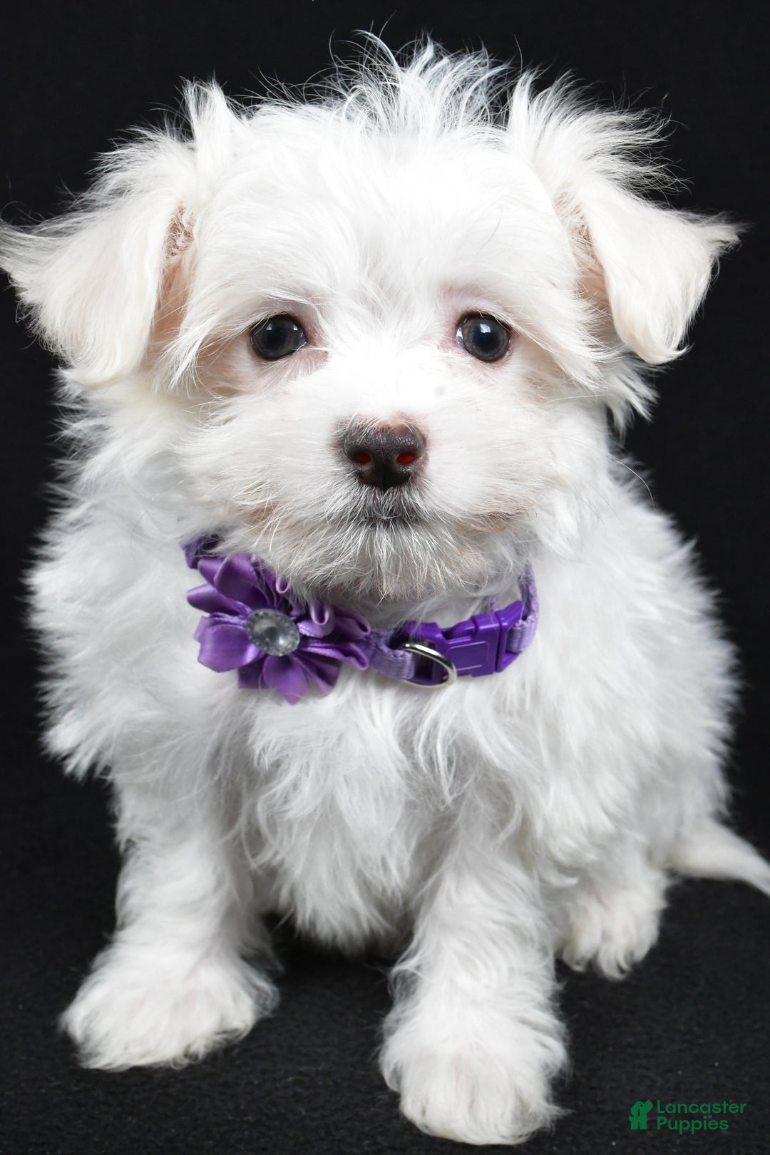 Maltese dogs for sale: Layla - Ad 7