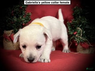 West Highland Terrier dogs West Highland Terrier Puppy 2 - Ad 2