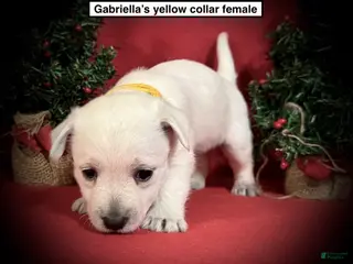 West Highland Terrier dogs West Highland Terrier Puppy 2 - Ad 20