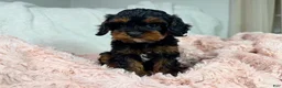 Cavapoo dogs for sale: Tootsie 🎀 - Ad 13