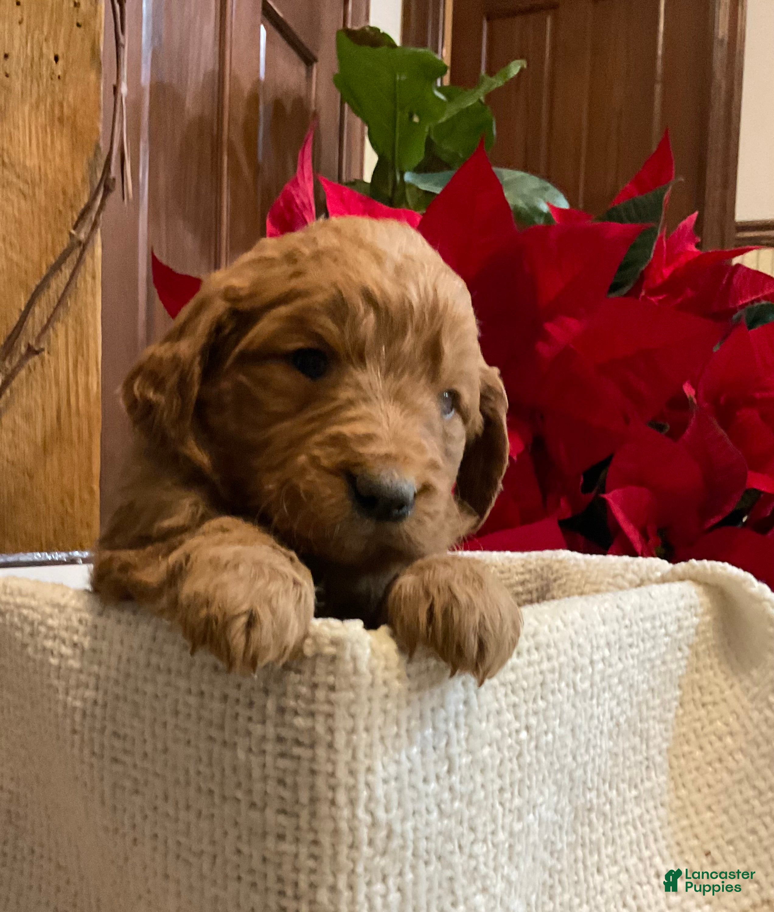 Goldendoodle dogs Goldendoodle Puppy 4 - Ad 35