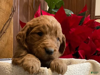 Goldendoodle dogs Goldendoodle Puppy 4 - Ad 35