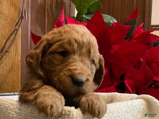 Goldendoodle dogs Cooper - Ad 36