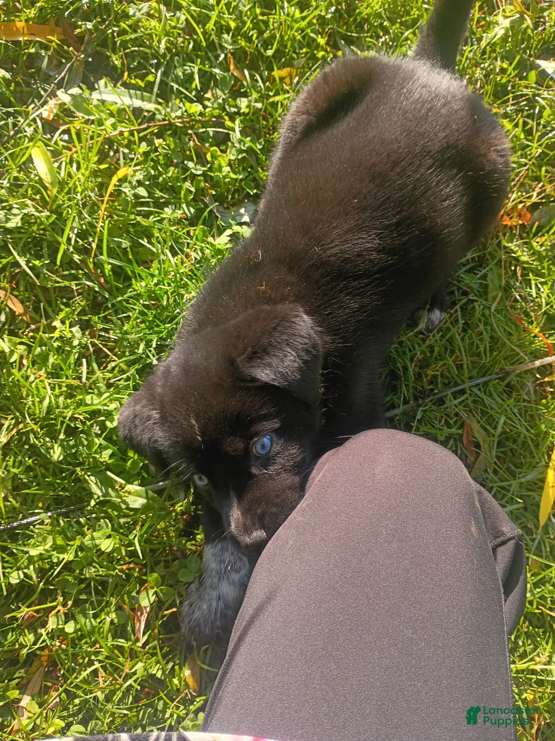 Mixed Breed dogs for sale: Mixed Breed 3 - Ad 1