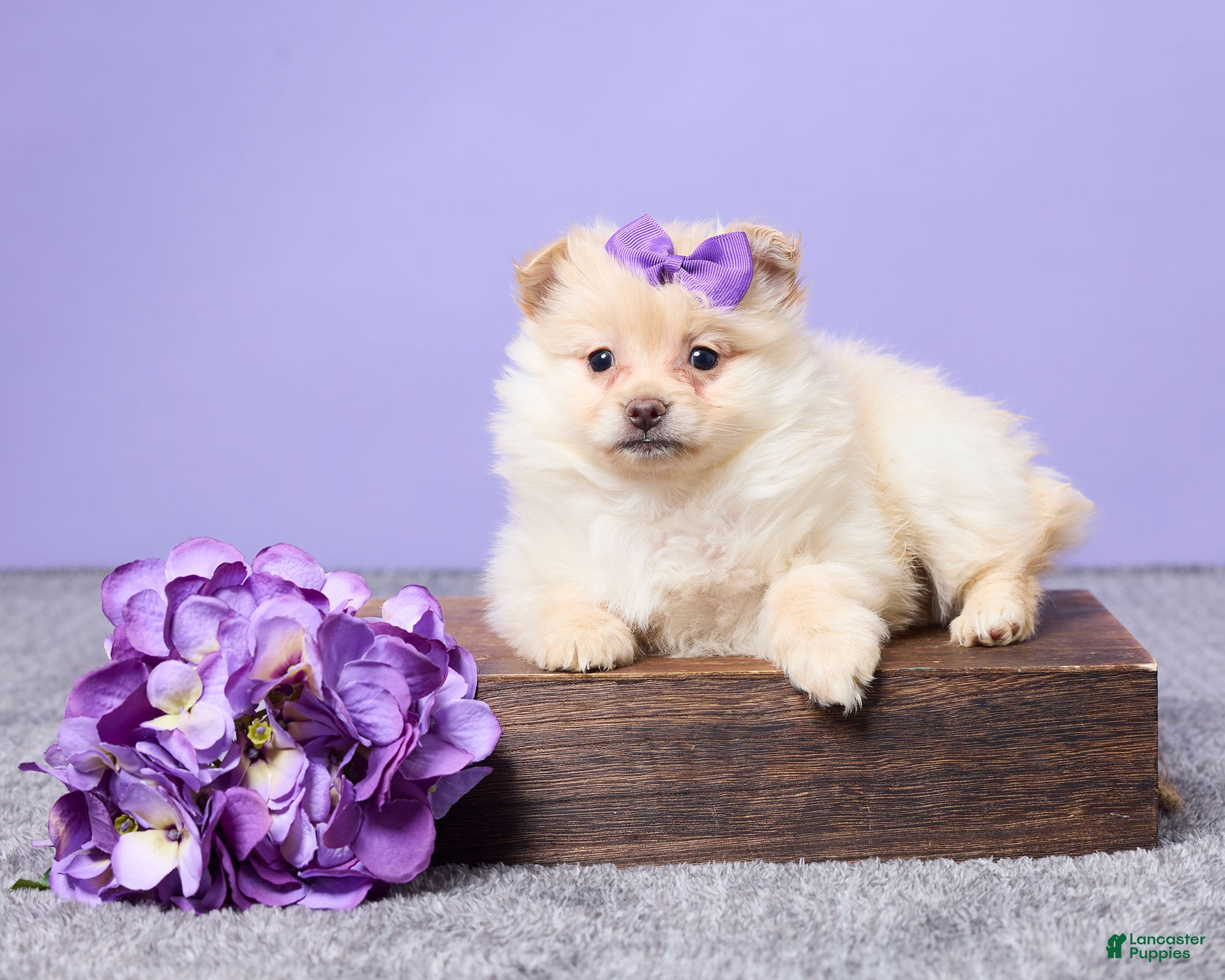 Pomeranian dogs Dixie - Ad 32