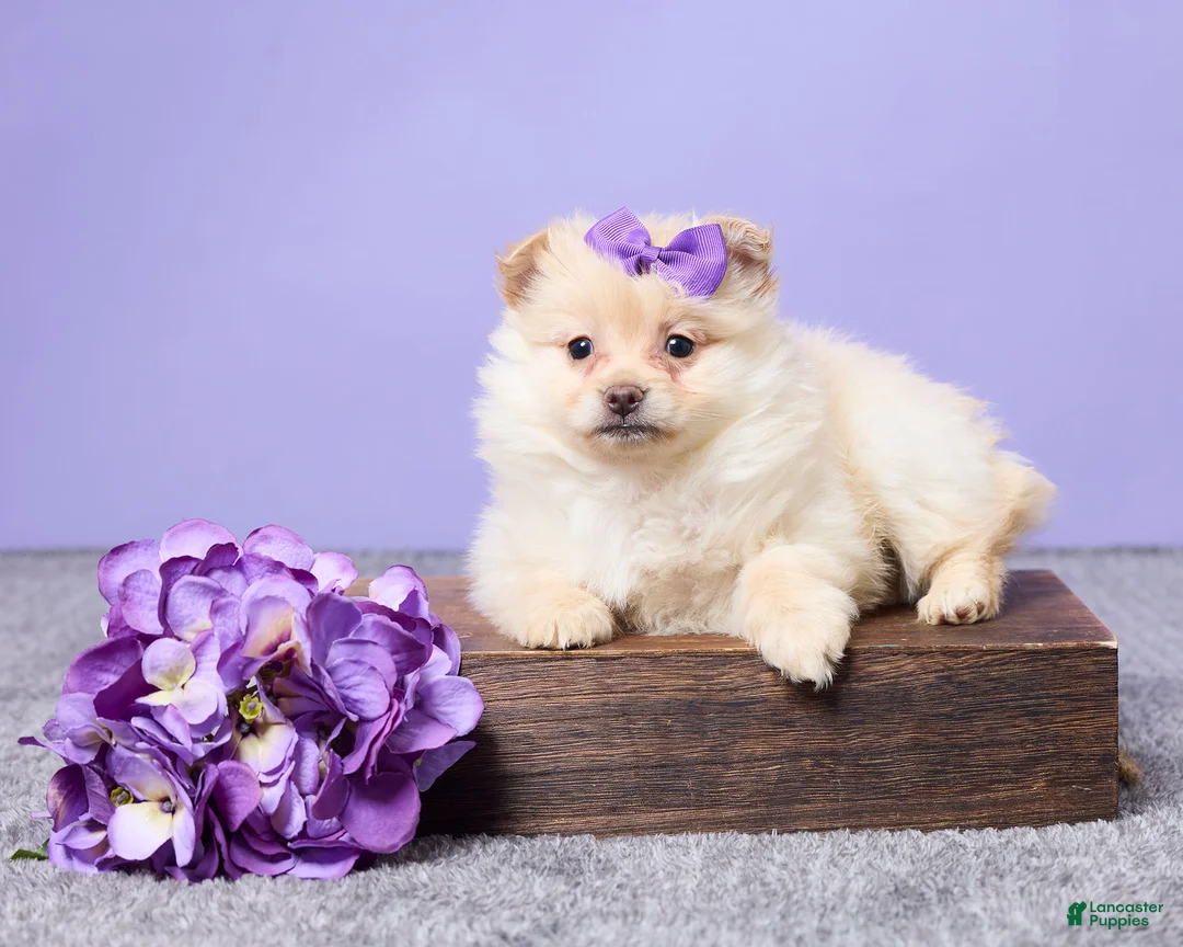 Pomeranian dogs for sale: Dixie - Ad 1