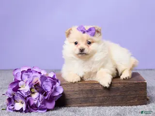 Pomeranian dogs Dixie - Ad 32