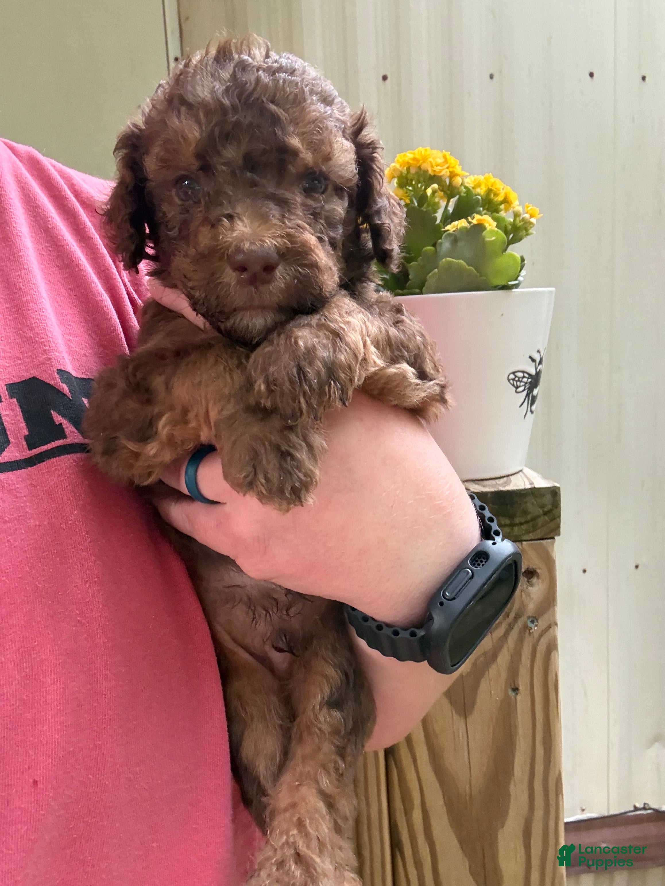 Standard Poodle dogs Brown Phantom  - Ad 24