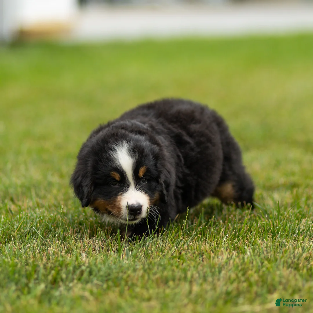 Bernese Mountain Dog dogs for sale: Brady Bernese Mountain Dog  - Ad 2