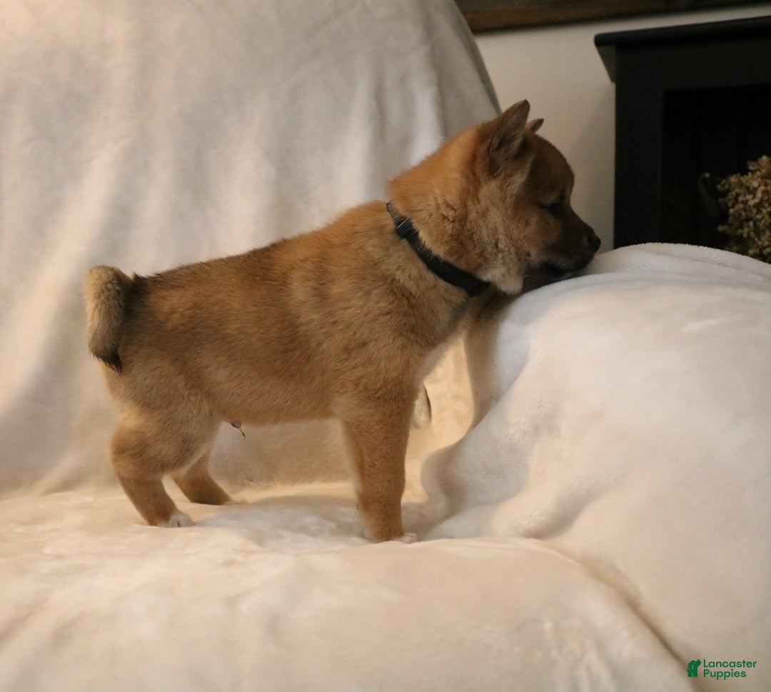 Shiba Inu dogs for sale: Sarge - Ad 8