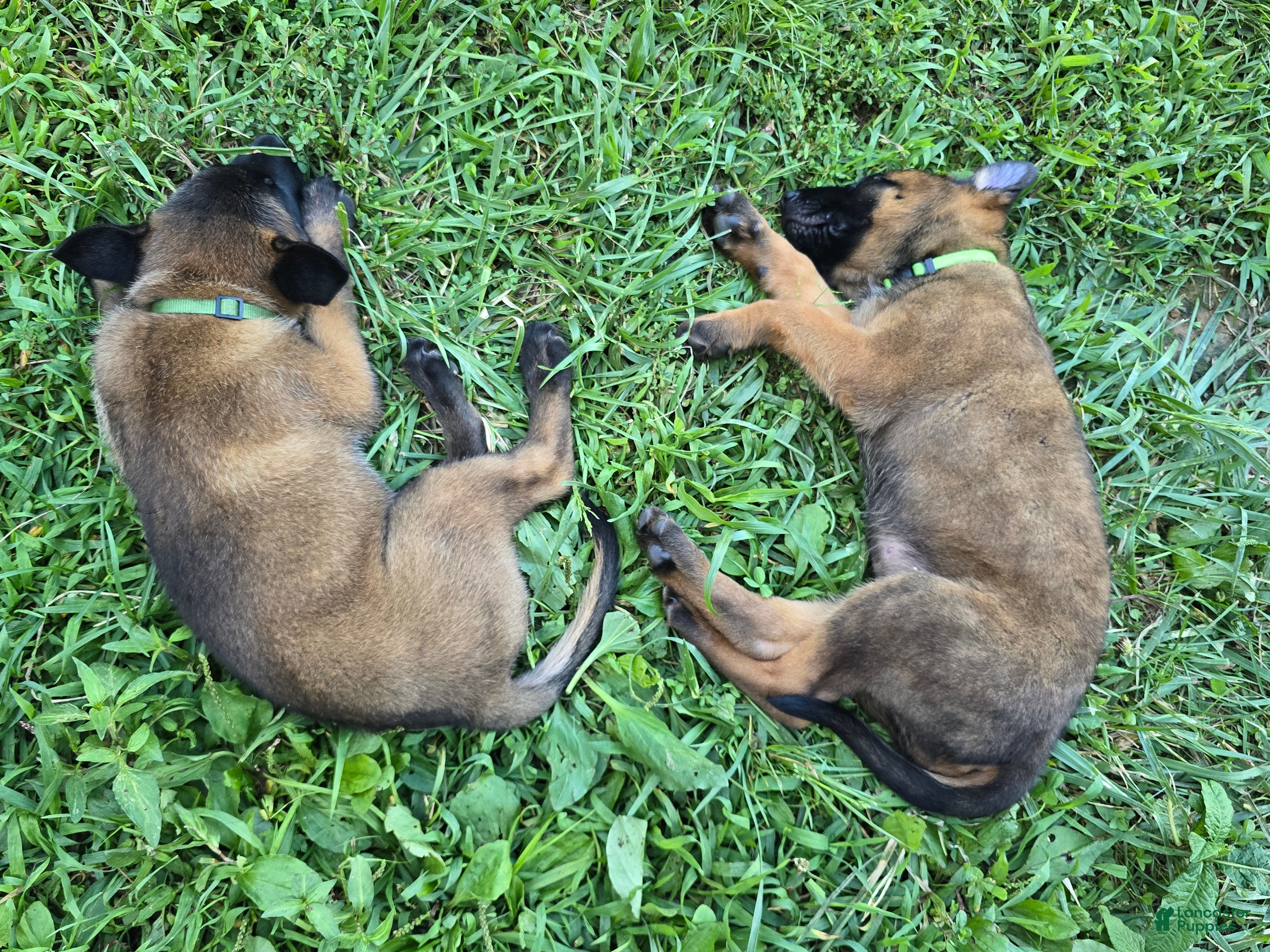 Belgian Malinois dogs Belgian Malinois 3 DARK GREEN - Ad 1