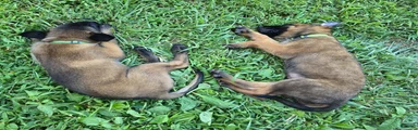 Belgian Malinois 3 DARK GREEN