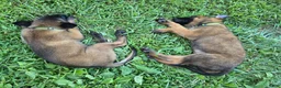 Belgian Malinois dogs for sale: Belgian Malinois 3 DARK GREEN - Ad 1