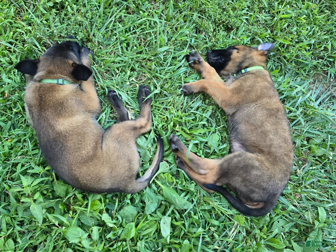 Belgian Malinois dogs for sale: Belgian Malinois 3 DARK GREEN - Ad 1