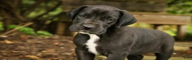 Brielle Great Dane 