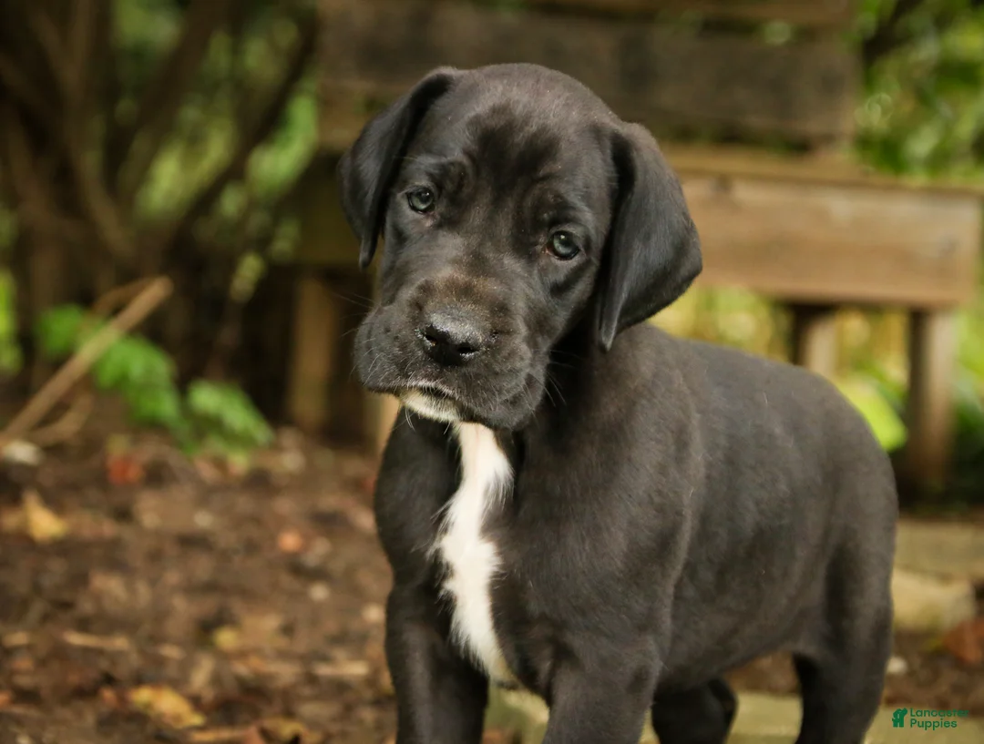 Great Dane dogs for sale: Brielle Great Dane  - Ad 1