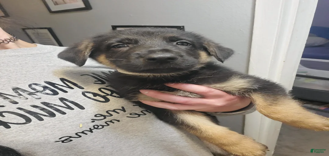 Gallery Image {{count}}