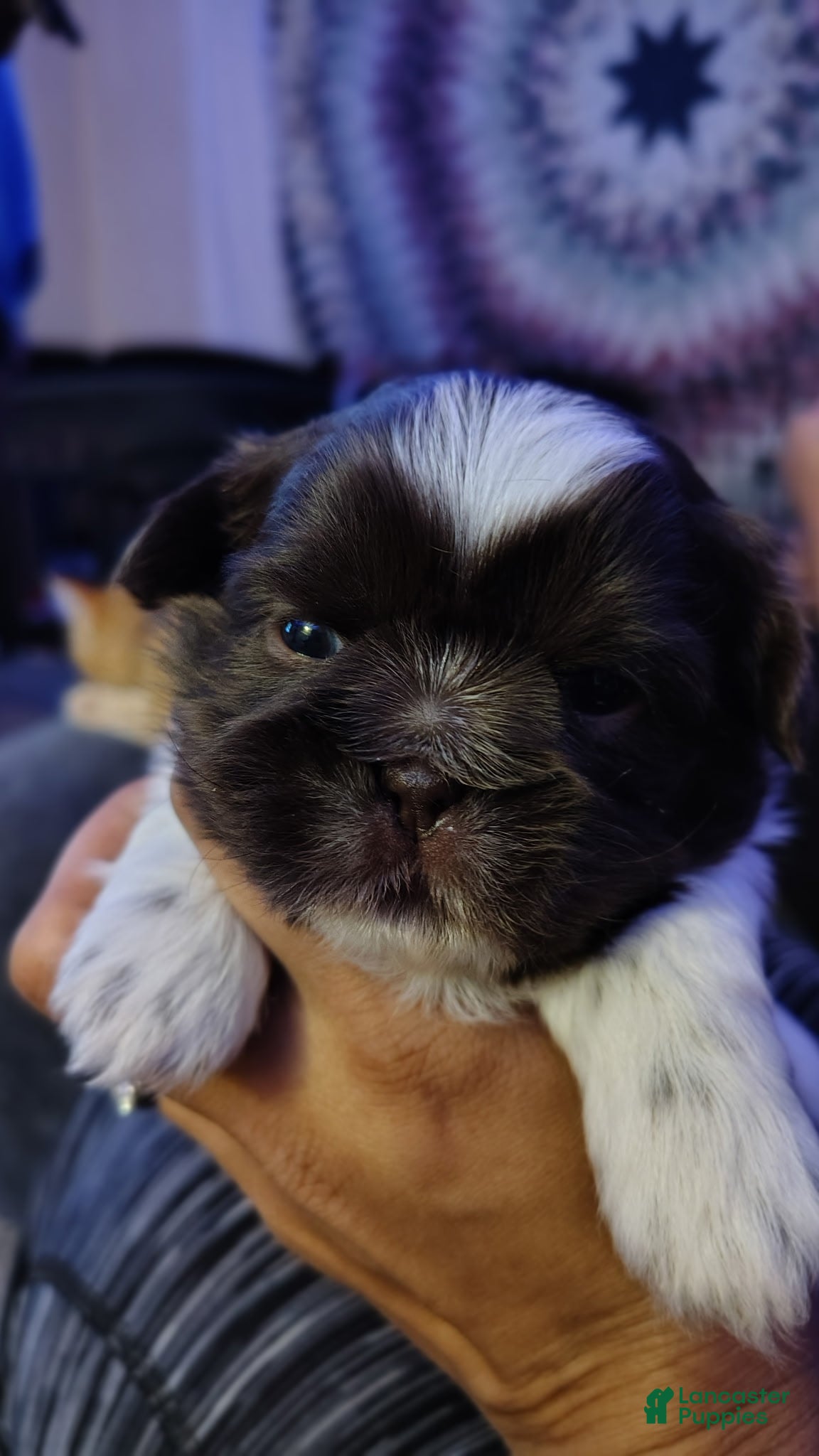 Shih Tzu dogs for sale: Shih Tzu Puppy 3 - Ad 1